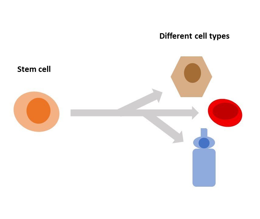 stem cell therapy